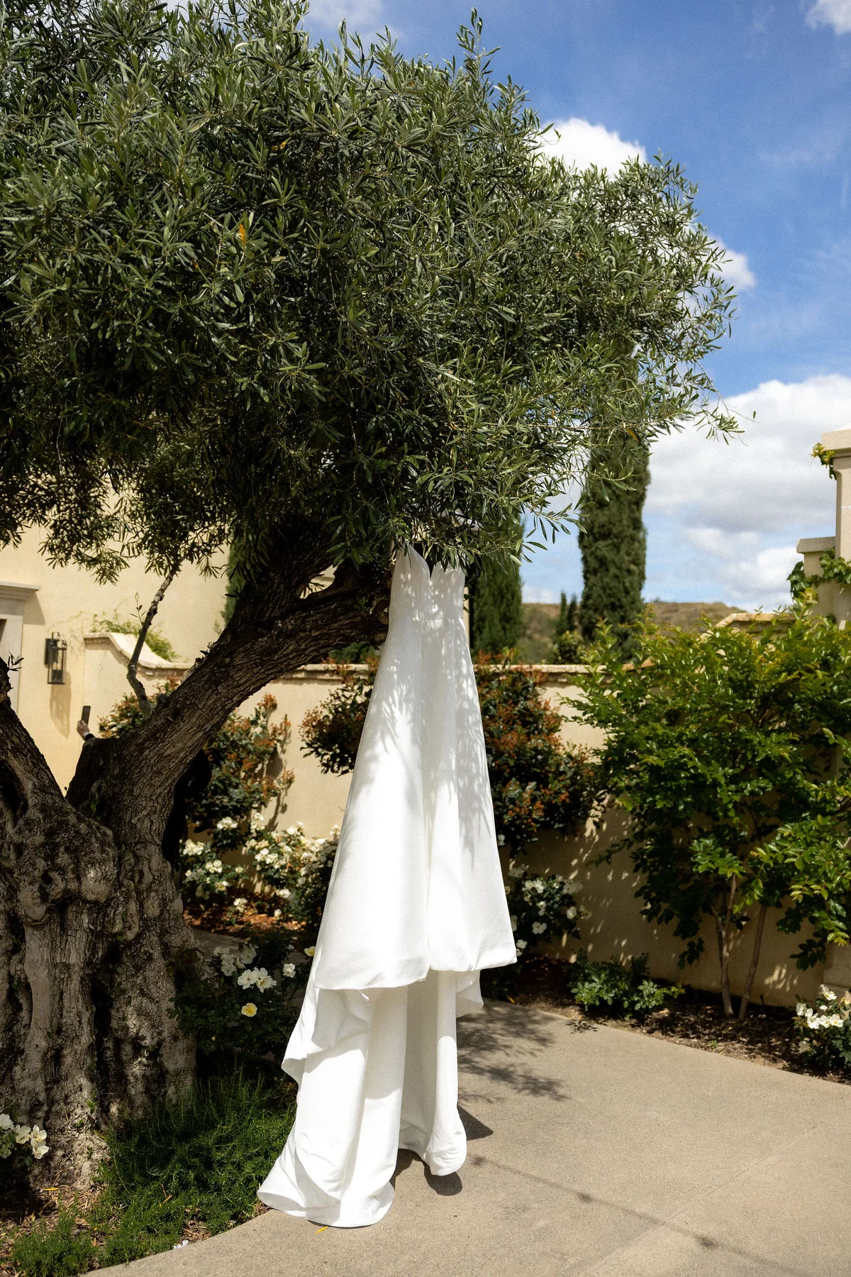 The gown hanging from an olive tree in a courtyard garden